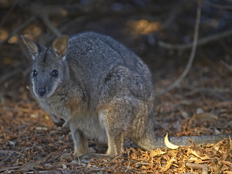 Kangaroo Island, Kangaroo